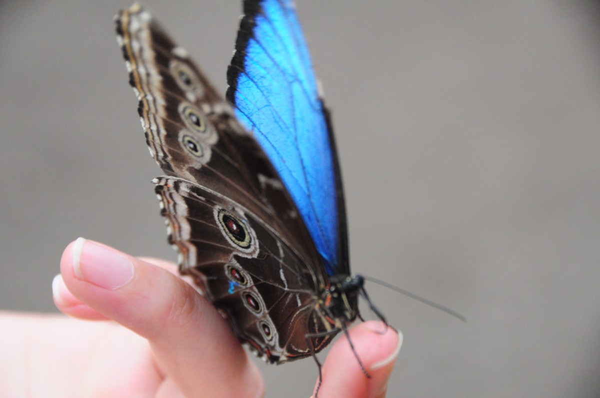 Butterfly