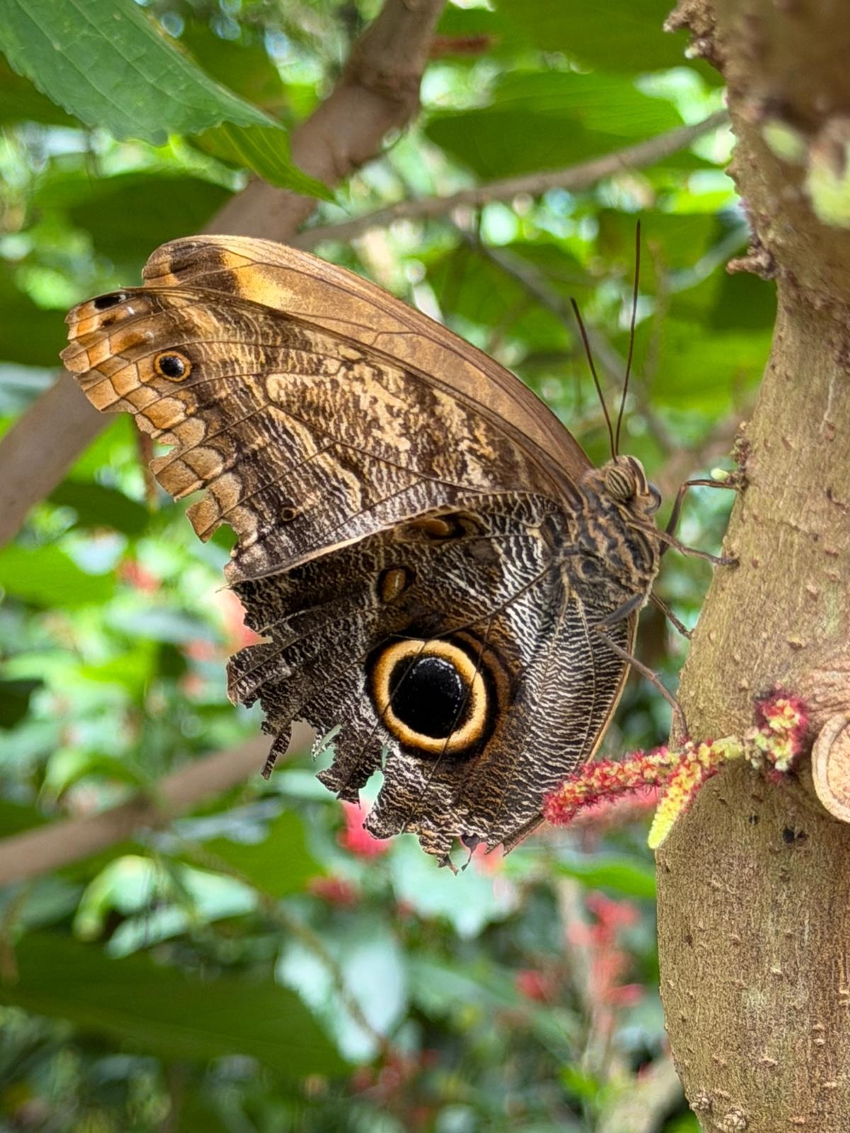 Ein Sommervogel im Insektarium. dynamic path